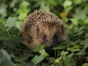 Hedgehog Preservation Society Warns Gardeners Never to Leave Milk Outside