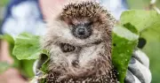 Hedgehog Preservation Society Warns: Never Leave Milk Out for Hedgehogs