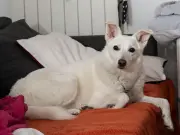 Hero dog dies saving boy, 2, from wolf attack in Tuscany