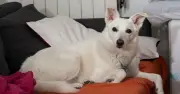 Hero Dog Dies Saving Toddler from Wolf Attack in Italy
