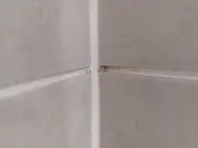 HG Mould Spray wins grout mould test: works in 30 minutes