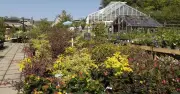 Hillier Garden Centre in Hemel Hempstead to Close After 36 Years