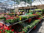 Hillier Garden Centre in Hemel Hempstead to Close in January 2027