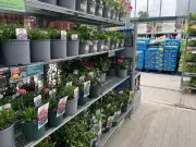 Home Bargains £9.99 Rose Heart Adds Elegance to Home or Garden