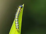 Homemade Caterpillar Sprays: Save Your Garden Naturally