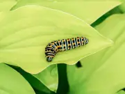 Homemade Kitchen Sprays to Repel Caterpillars and Protect Plants