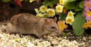 Homeowners Urged to Buy 36p Asda Item to Keep Rats Out This Summer