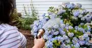 Hosepipe Ban Issued to Millions of UK Households: Full List of Water Companies