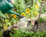 Hosepipe bans: How to water your garden and drought outlook