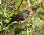 How Birds Cope in a Heatwave: Adaptations and Challenges