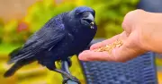 How to Befriend Crows: Leave Out Shelled Peanuts for Regular Garden Visits