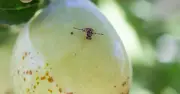 How to Get Rid of Fruit Flies: 3 Easy DIY Traps to Make at Home