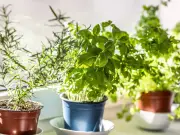 How to Keep Herbs Alive in UK Heatwave: Expert Tips for Hosepipe Bans