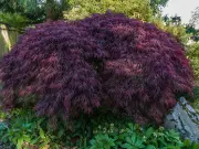 How to Prevent Japanese Maple Dieback in Summer Heat