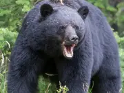 Human Remains Found Eaten by Bears at Colorado Picnic Area Sparks Investigation