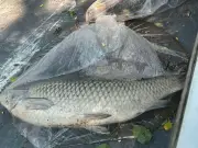 Hundreds of Dead Fish Found in Calderstones Park Lake Amid Heatwave