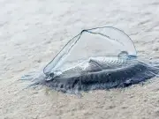 Hundreds of 'Space-Like' By-the-Wind-Sailors Wash Up on Welsh Beach