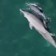 Hyatt Ziva Cancún faces boycott over dolphins in former guest pool