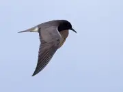 Hybrid Tern Chick Dies at Northumberland Coast Nature Reserve