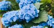 Hydrangeas Turn Deepest Blue and Bloom More with Coffee Grounds