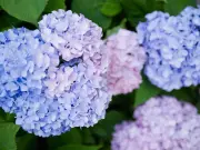 Hydrangeas Will Survive Summer With One Simple Trick