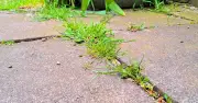 I Stopped Patio Weeds in 5 Minutes Using Boiling Water from My Kettle
