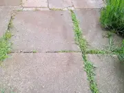 I stopped weeds growing on my patio by using 1 simple kitchen item