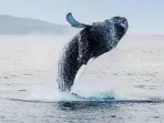 Icelandic cruise with waterfalls and whales sails from Liverpool next summer