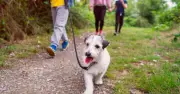 Ideal Dog Walk: 1 Hour 7 Mins, 16 Sniffs, and Water Splashes
