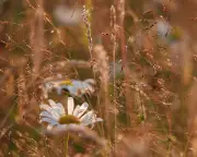 Immersed in the Rich Chromatic Aura of a Summer Meadow