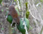 India's Bamboo Flowering Triggers Rat Boom and Crop Crisis