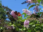 Invasive Buddleia Plant Causes Up to £1 Million in Property Damage Across UK