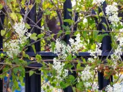 Invasive 'Mile-a-Minute' Russian Vine Choking UK Gardens