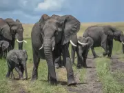 Investigation launched after 14 elephants found dead mysteriously near Kenya park