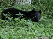 Japan Bear Hunt: 14 Break-Ins Linked to Fridge-Raiding Asiatic Black Bear
