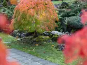 Japanese Maples Need Summer Watering to Prevent 'Dieback'