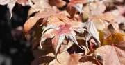 Japanese Maples Won't Go Crispy in Summer: 3 Key Jobs for Gardeners