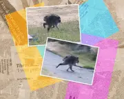 Jimothy the Raccoon: Seattle's Viral Sensation Takes Over the Internet