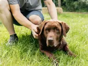 Job Offer: £25 an Hour to Be a Companion for a Labrador in Bracknell