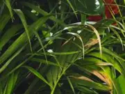 Joel Dommett quits I'm a Celebrity spin-off Unpacked