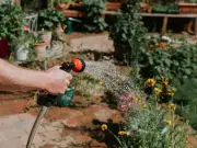 July Gardening Jobs: Essential Tasks for a Thriving Summer Garden
