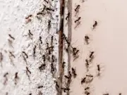 Keep Ants Away with £1 Cinnamon, Not Salt, Expert Says