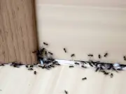 Keep Ants Away with £1 Cinnamon Spray on Windows and Doors
