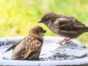 Keep Bird Baths Cool in Heatwave: Avoid Pruning and Relocate to Shade