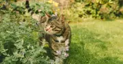 Keep Cats Out of Gardens Using 3 Food Scraps Gardeners Swear By