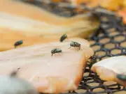 Keep flies away from picnic food with lemon and cloves trick