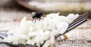 Keep flies away from picnics with lemon and cloves hack