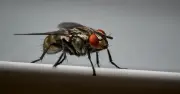 Keep Flies Away With This 37p Fruit Hack: Lemon and Cloves