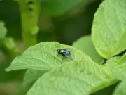 Keep Flies Out of Garden With Coffee Grounds and Baking Soda, Expert Says