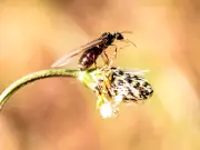 Keep Flying Ants Away from Garden with 85p Cinnamon Hack